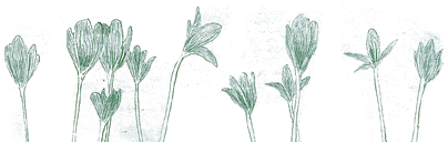 Herbstzeitlose Illustration